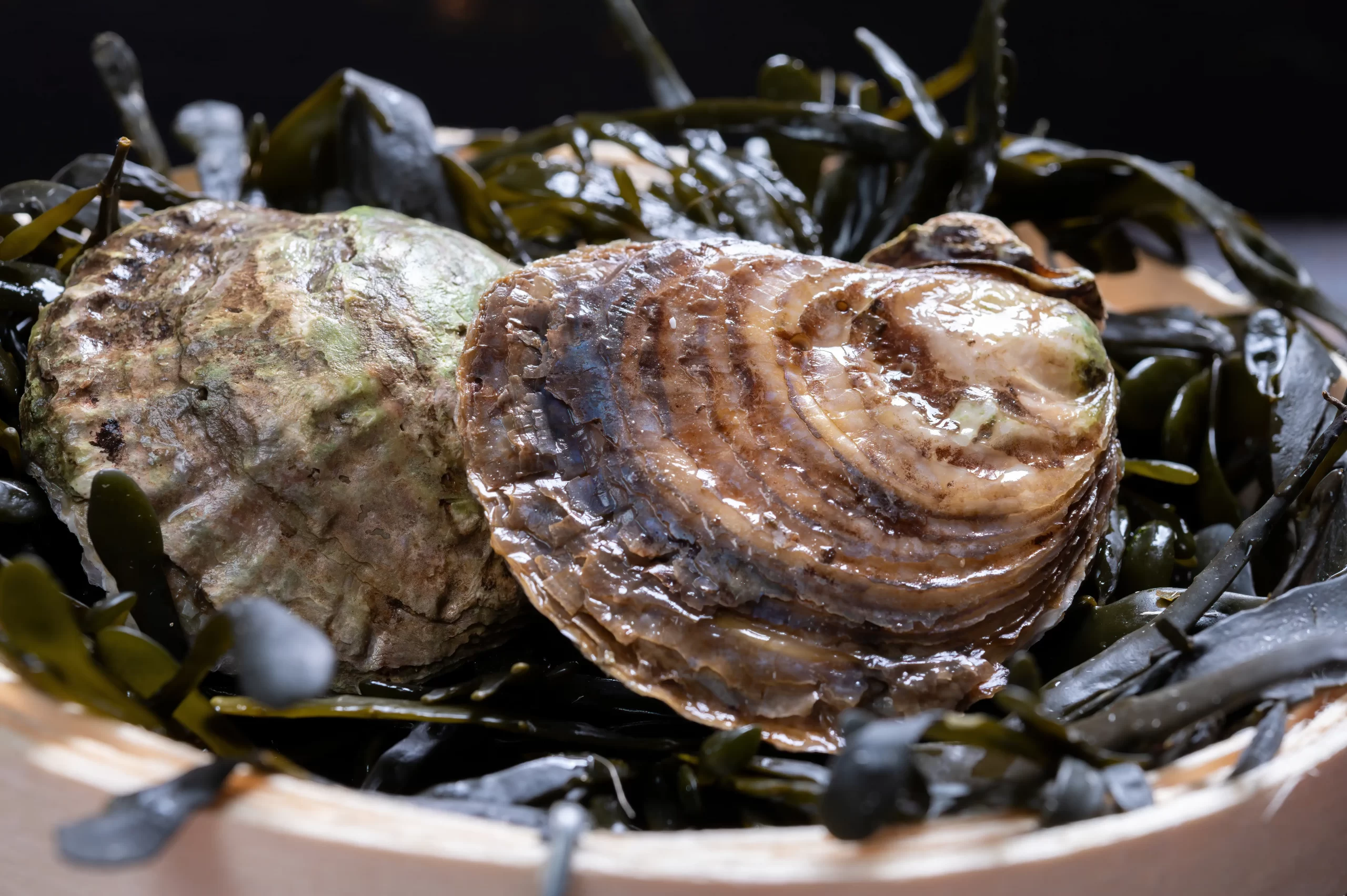 fresh oysters singapore