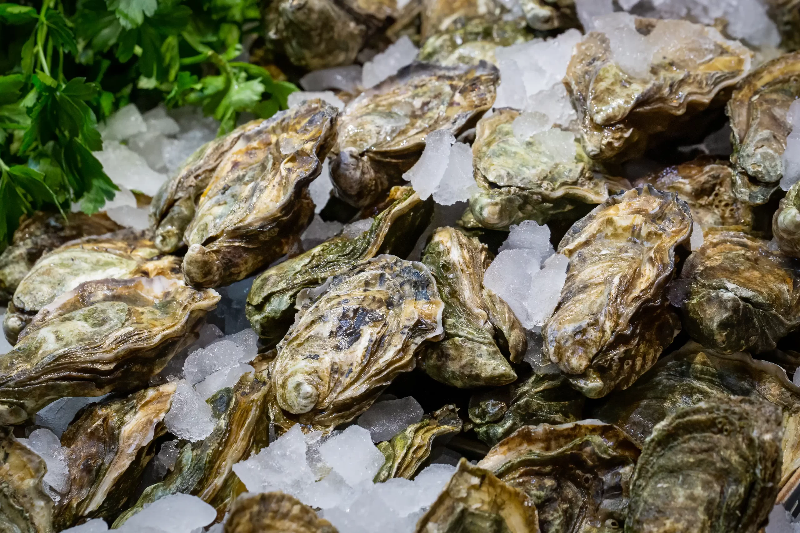 fresh oysters singapore