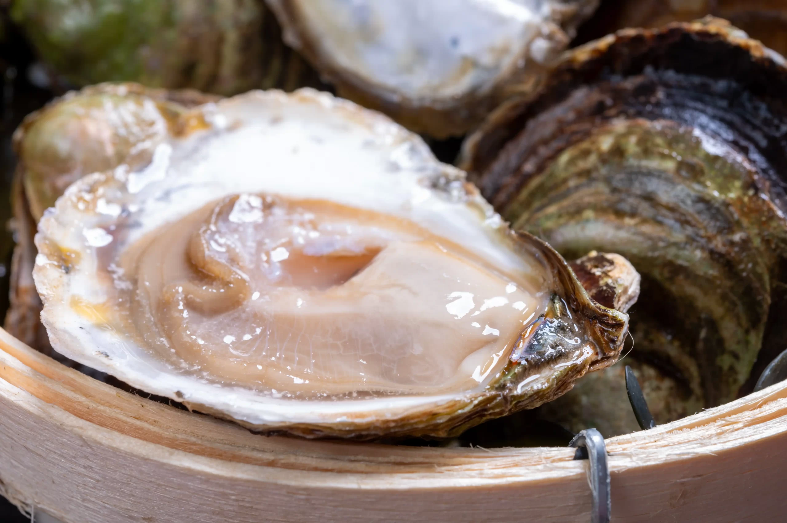 fresh oysters singapore